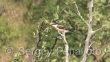 Video of Masked Shrike